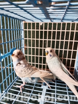 বাজিগর পাখি